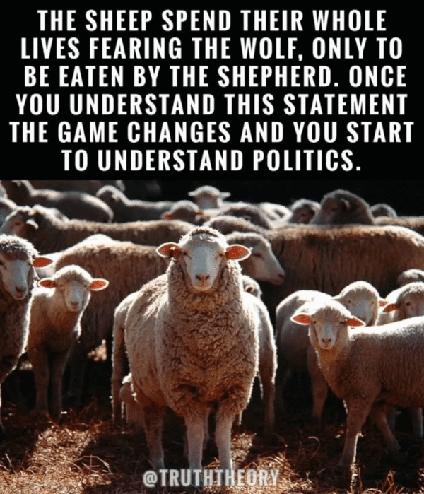 The sheep spend their whole lives fearing the wolf…